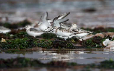 Sanderling, Calidris alba