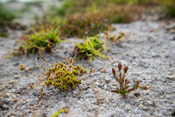 Plant