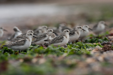 Sanderling, Calidris alba