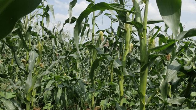 Organic Zea mays green young plants cultivated field food background 4K 2160p 30fps UltraHD footage - Growing on farm corn in a row 3840X2160 UHD video 