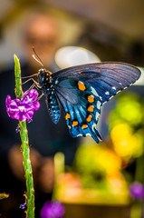 Beautiful butterfly on the plant