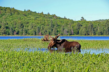 Moose in a lake in Canada