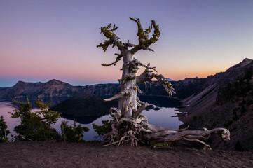 The Lone Tree