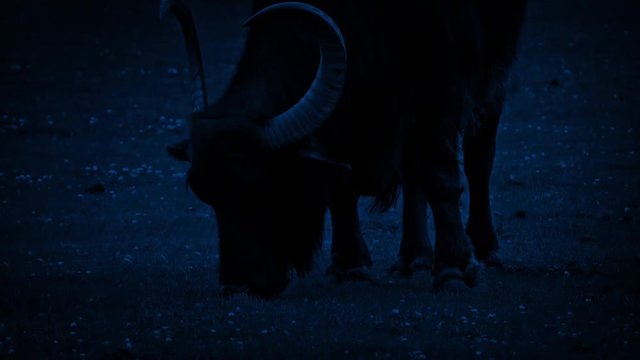 Water Buffalo Grazing At Night