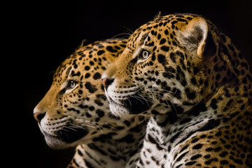 Fototapeta na wymiar Jaguar Pair III