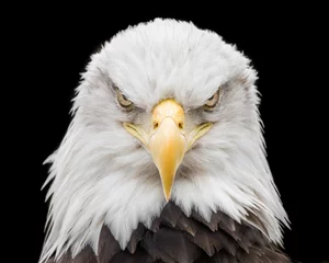 Fotobehang Bald Eagle X © Abeselom Zerit