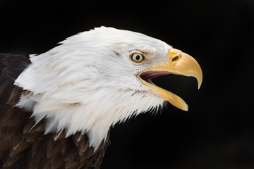 Screeching Eagle