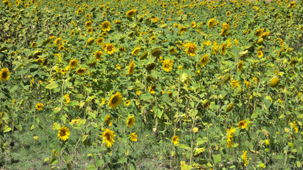 Field of Sunflowers during the sunny summer day. Nature and outdoors