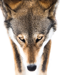 Fototapeta premium Red Wolf in Snow VI