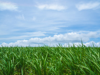 Fototapeta na wymiar Rice farm with blue sky and cloud; nature background