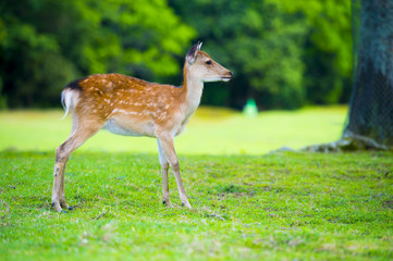 奈良公園の鹿