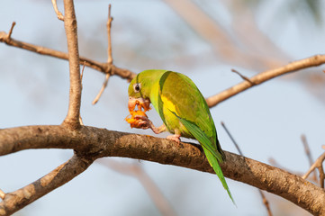 Parakeet bird with open beak and eating a fruit. The bird is holding the fruit with a paw. Beautiful green bird.