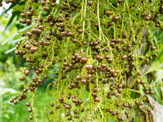 Fishtail palm fruit; close up