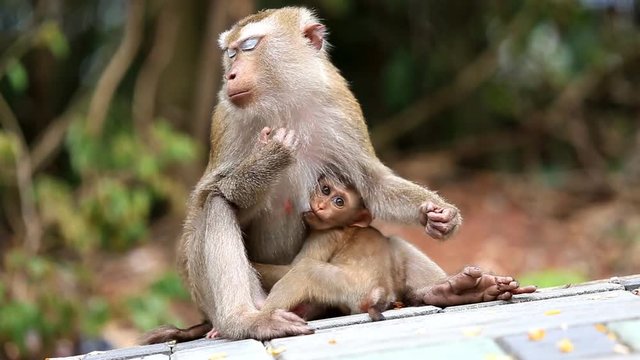 Mother monkey with her cute baby in nature of Thailand
