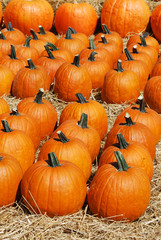pumpkin harvest and arranged on the ground