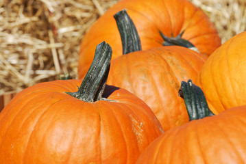 pumpkin harvest in autumn season