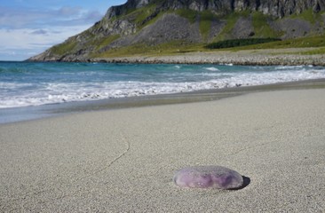 Purple jellyfish on a sand beach in the Lofoten Islands, Norway