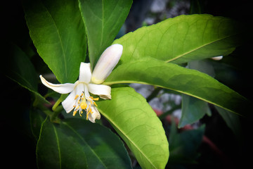 Pollinating a Lemon Tree Blossom