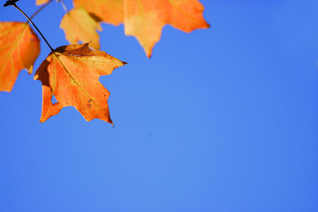 bright autumn leaves against sky