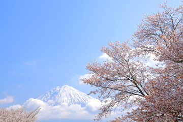 桜と富士山
