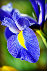 Purple Iris