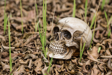 Solitary skull on the pile of dry leaves, still life and select