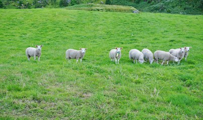 Obraz premium Herd of white sheep in the grass in Norway