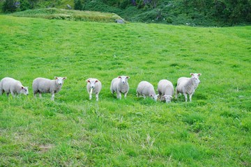 Obraz na płótnie Canvas Herd of white sheep in the grass in Norway