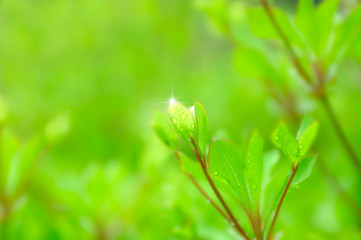 新緑と木漏れ日