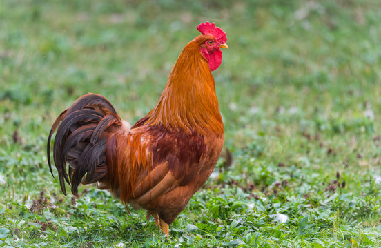 Colourful Rhode Island Red rooster.  Big male chicken with flamboyant redish tones.   colourful big bird on a hobby farm in Ontario, Canada.