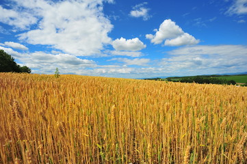 Yellow Wheat Fields in Biei, Hokkaido, Japan