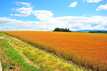 Fototapeta na wymiar Yellow Wheat Fields in Biei, Hokkaido, Japan