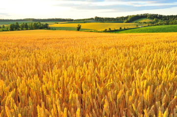 Yellow Wheat Fields in Biei, Hokkaido, Japan - 121309637
