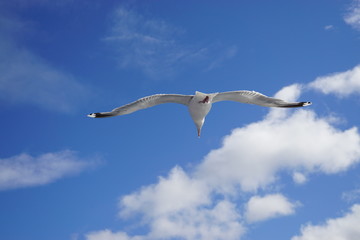 A seagull bird flying in the sky