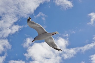 A seagull bird flying in the sky