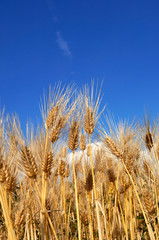 Fototapeta premium 麦秋 