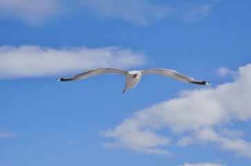 Fototapeta na wymiar A seagull bird flying in the sky