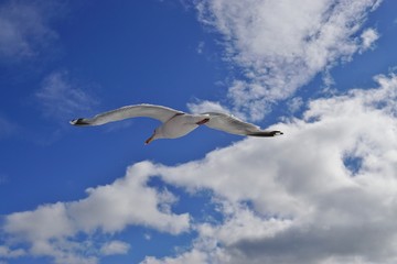A seagull bird flying in the sky