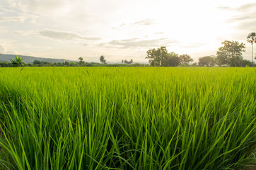 Green ear of rice in paddy rice field