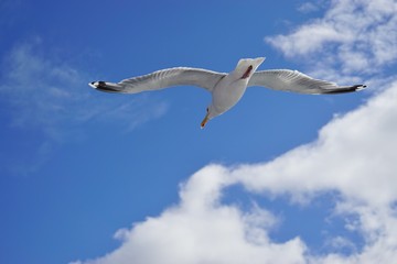 A seagull bird flying in the sky