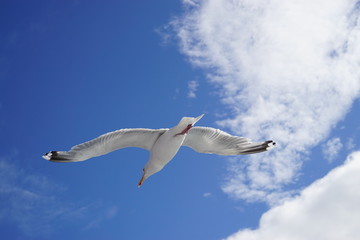 A seagull bird flying in the sky