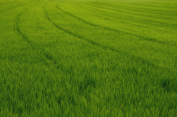 Obraz na płótnie Canvas green rice meadow 