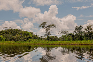 Fototapeta na wymiar Clouds Rising From The Amazonian Jungle