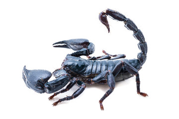 scorpion on white background. Giant forest scorpion species found in tropical and subtropical areas in Asia.