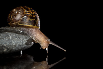 Snail