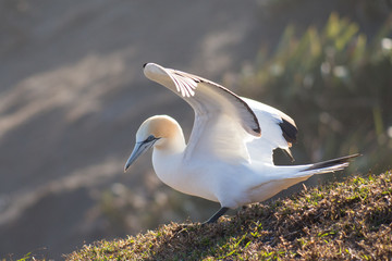 Gannet