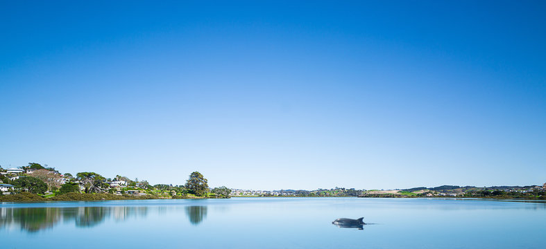 Dolphin in Orewa Estuary