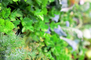 Green plants and the craft of planting herbs