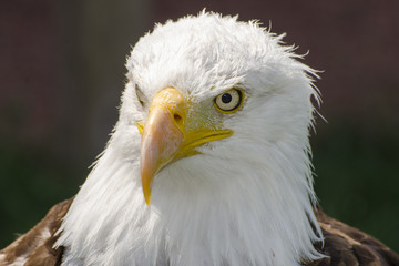 Bald Eagle snapshot