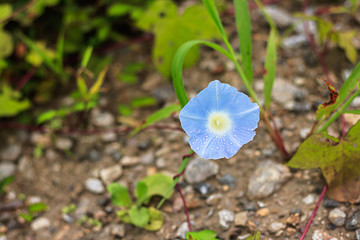 beautiful Blue grass on Roadside